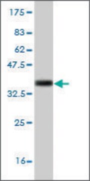 Monoclonal Anti-PCDHB1 antibody produced in mouse clone 1H4, ascites fluid