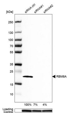 Anti-RBM8A antibody produced in rabbit Prestige Antibodies&#174; Powered by Atlas Antibodies, affinity isolated antibody, buffered aqueous glycerol solution