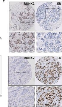 Anti-RUNX2 antibody produced in rabbit Prestige Antibodies&#174; Powered by Atlas Antibodies, affinity isolated antibody, buffered aqueous glycerol solution