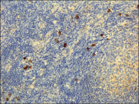 Anti-Human IgG4 antibody, Rabbit monoclonal recombinant, expressed in HEK 293 cells, clone RM120, purified immunoglobulin