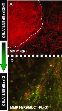 Anti-MMP-14 Antibody serum, Chemicon&#174;