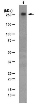 Anti-CHD-3 Antibody from rabbit, purified by affinity chromatography