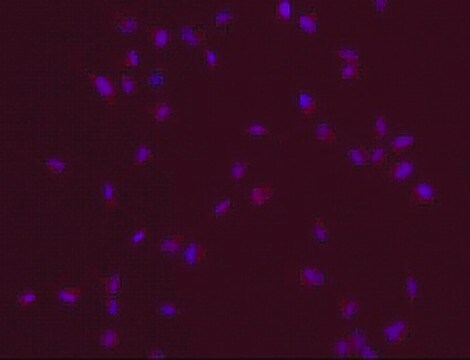 Anti-SOX-2 Antibody, clone 10H9.1 clone 10H9.1, from mouse