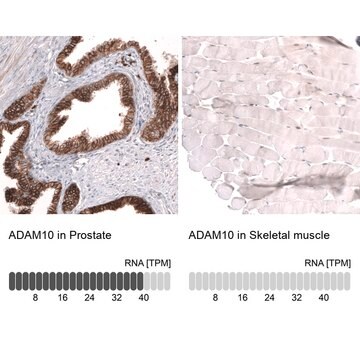 Monoclonal Anti-Adam10 Antibody Produced In Mouse Prestige Antibodies&#174; Powered by Atlas Antibodies, clone CL13808, affinity isolated antibody, buffered aqueous glycerol solution