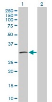 Anti-IGFBP2 antibody produced in rabbit purified immunoglobulin, buffered aqueous solution