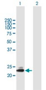 Anti-TMED5 antibody produced in mouse purified immunoglobulin, buffered aqueous solution