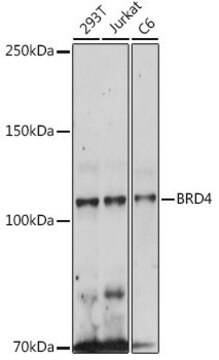 Anti- BRD4 antibody produced in rabbit