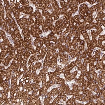 Anti-DNAJC7 antibody produced in rabbit Prestige Antibodies&#174; Powered by Atlas Antibodies, affinity isolated antibody, buffered aqueous glycerol solution