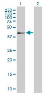 Anti-SERPINB2 antibody produced in mouse purified immunoglobulin, buffered aqueous solution