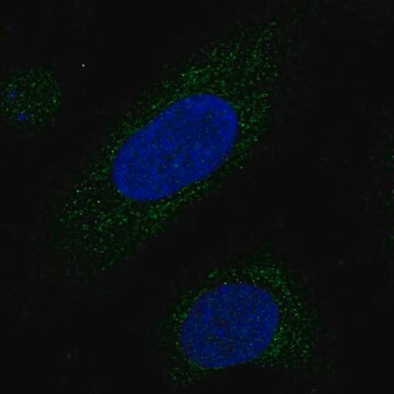 Anti-Mrpl38 Antibody Produced In Rabbit Prestige Antibodies&#174; Powered by Atlas Antibodies, affinity isolated antibody, buffered aqueous glycerol solution