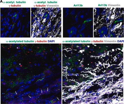 Anti-&#947;-Tubulin-Cy3&#8482; antibody produced in rabbit affinity isolated antibody, buffered aqueous solution