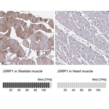 Anti-JSRP1 antibody produced in rabbit Prestige Antibodies&#174; Powered by Atlas Antibodies, affinity isolated antibody, buffered aqueous glycerol solution