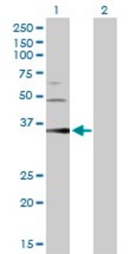 Anti-PGC antibody produced in rabbit purified immunoglobulin, buffered aqueous solution