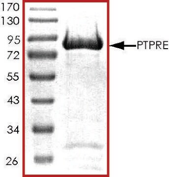 PTPRE, active, GST tagged human recombinant, expressed in baculovirus infected Sf9 cells, &#8805;70% (SDS-PAGE), buffered aqueous glycerol solution