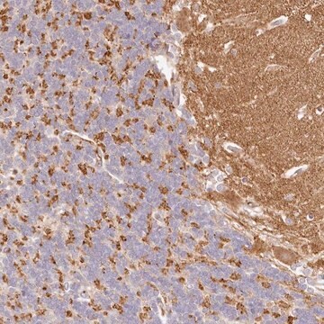 Anti-SYNGR1 antibody produced in rabbit Prestige Antibodies&#174; Powered by Atlas Antibodies, affinity isolated antibody, buffered aqueous glycerol solution