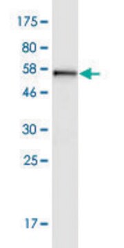 Monoclonal Anti-TOMM34 antibody produced in mouse clone 1D2, purified immunoglobulin, buffered aqueous solution