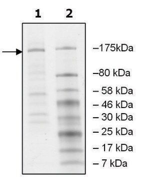 JMJD1A human recombinant, expressed in baculovirus infected Sf9 cells, &#8805;40% (SDS-PAGE)