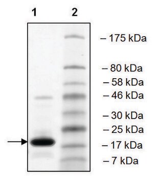 SMARCA2 (1375-1511) human recombinant, expressed in E. coli, &#8805;90% (SDS-PAGE)