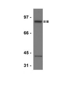 Anti-STAT5B Antibody Upstate&#174;, from rabbit