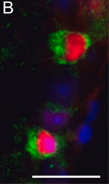 Anti-Brn-3a Antibody, POU-domain protein, clone 5A3.2 culture supernatant, clone 5A3.2, Chemicon&#174;