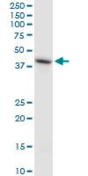 Monoclonal Anti-HS6ST1 antibody produced in mouse clone 1H4, ascites fluid, solution