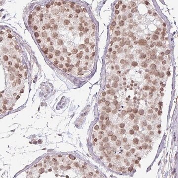 Anti-C22orf46 antibody produced in rabbit Prestige Antibodies&#174; Powered by Atlas Antibodies, affinity isolated antibody, buffered aqueous glycerol solution