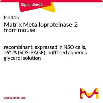 マトリックスメタロプロテアーゼ-2 マウス由来 recombinant, expressed in NSO cells, &gt;95% (SDS-PAGE), buffered aqueous glycerol solution