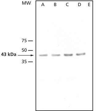 Anti-AtMPK3 antibody produced in rabbit affinity isolated antibody, buffered aqueous solution