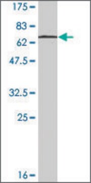 Monoclonal Anti-STAC3 antibody produced in mouse clone 1G8, ascites fluid