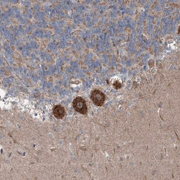 Anti-INTU antibody produced in rabbit Prestige Antibodies&#174; Powered by Atlas Antibodies, affinity isolated antibody, buffered aqueous glycerol solution