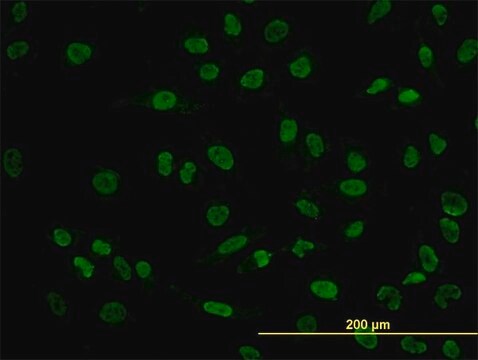 Monoclonal Anti-POU4F3 antibody produced in mouse clone 5B8, purified immunoglobulin, buffered aqueous solution