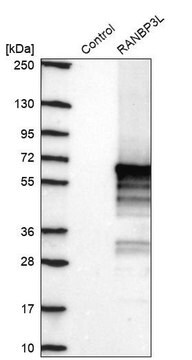 Anti-RANBP3L antibody produced in rabbit Prestige Antibodies&#174; Powered by Atlas Antibodies, affinity isolated antibody, buffered aqueous glycerol solution