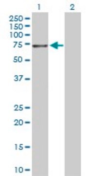 Anti-NTRK3 antibody produced in rabbit purified immunoglobulin, buffered aqueous solution