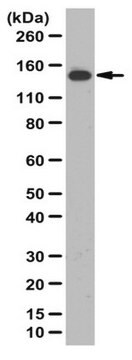 Anti-USP7S Antibody from rabbit, purified by affinity chromatography