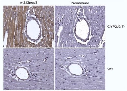 Anti-Cytochrome p450 2J Family Antibody serum, from rabbit