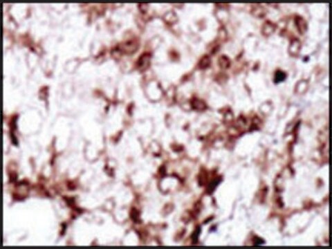 Anti-PCK2 (C-term) antibody produced in rabbit IgG fraction of antiserum, buffered aqueous solution