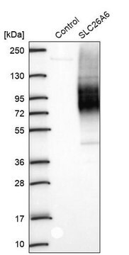 Anti-SLC26A6 antibody produced in rabbit Prestige Antibodies&#174; Powered by Atlas Antibodies, affinity isolated antibody, buffered aqueous glycerol solution