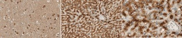 Anti-LRP-1 Antibody, clone 11H4 clone 11H4, from mouse