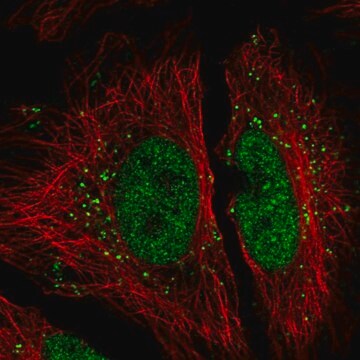 Anti-FAM192A antibody produced in rabbit Prestige Antibodies&#174; Powered by Atlas Antibodies, affinity isolated antibody