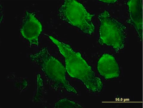 Monoclonal Anti-PLCG1 antibody produced in mouse clone 2A2, purified immunoglobulin, buffered aqueous solution