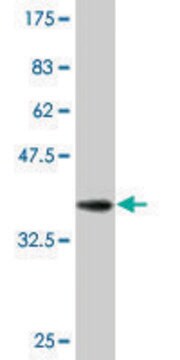 Monoclonal Anti-DIABLO antibody produced in mouse clone 4F9, purified immunoglobulin, buffered aqueous solution