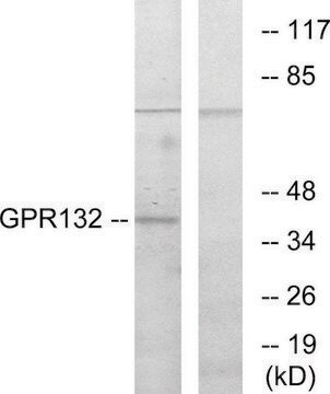 Anti-GPR132 antibody produced in rabbit affinity isolated antibody