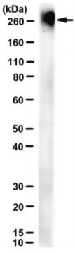 Anti-Poly-Neu5Ac Antibody, clone 12E3