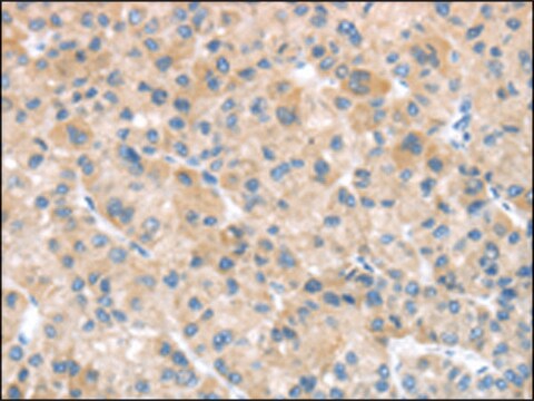 Anti-SFTPA1 affinity isolated antibody