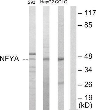 Anti-NFYA antibody produced in rabbit affinity isolated antibody