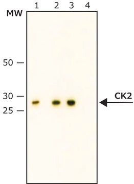 モノクローナル抗カゼインキナーゼ 2&#946;抗体 マウス宿主抗体 clone 6D5, purified from hybridoma cell culture