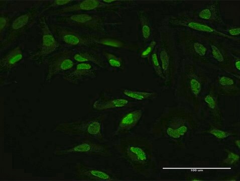 Anti-YY1 antibody produced in mouse purified immunoglobulin, buffered aqueous solution