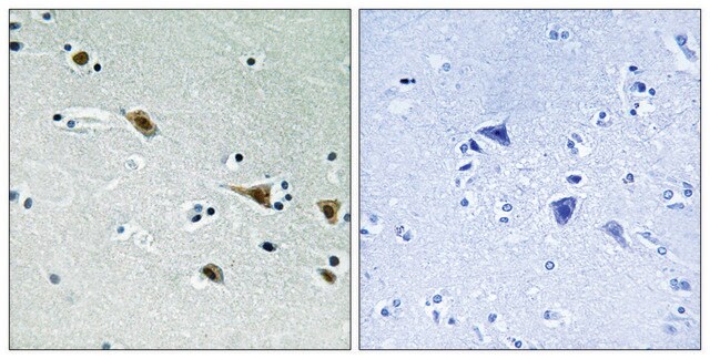 Anti-phospho-MAP2K7 (pSer271) antibody produced in rabbit affinity isolated antibody