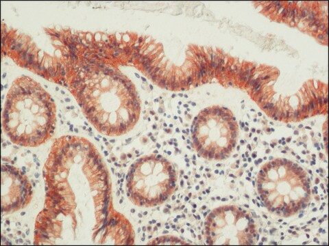 Anti-Occludin antibody from rabbit affinity isolated antibody