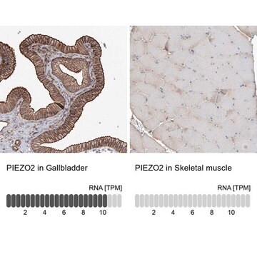 Anti-PIEZO2 antibody produced in rabbit Prestige Antibodies&#174; Powered by Atlas Antibodies, affinity isolated antibody, buffered aqueous glycerol solution